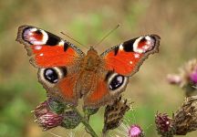 07 Tagpfauenauge Burgwald